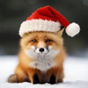 dog's avatar